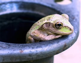 Frog-in-Pot-400x314