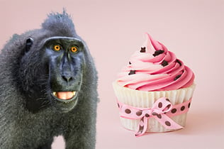 Monkey-on-cupcake-2