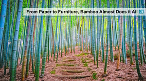 A bamboo forest
