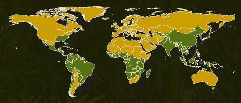 Where Bamboo Grows in the World