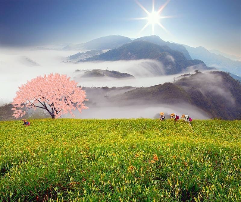 Taiwan Rice Farming in Front of Mountain